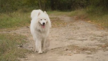 Samoyed köpek park