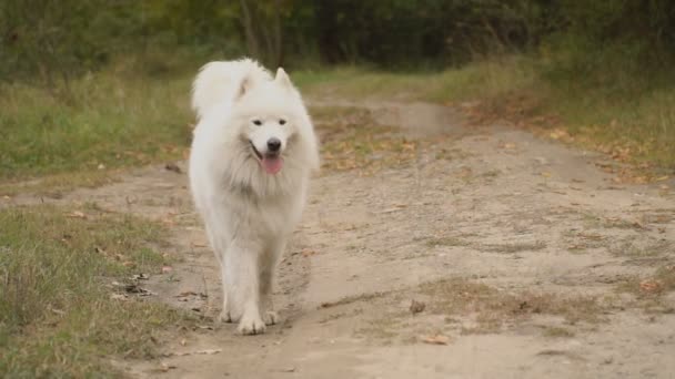 Samoyed cão no parque — Vídeo de Stock