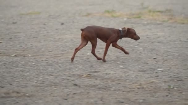 Kutya tenyészt, kis méretű Pinscher — Stock videók