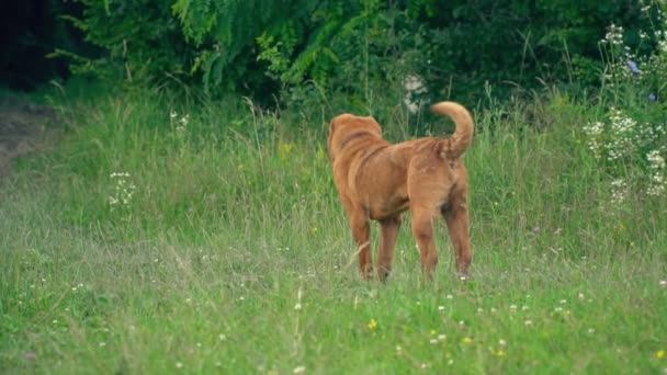 Het ras van de shar pei — Stockvideo