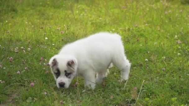 Cachorro da raça Alabai — Vídeo de Stock