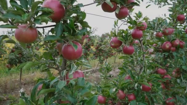 Röda äpplen närbild — Stockvideo