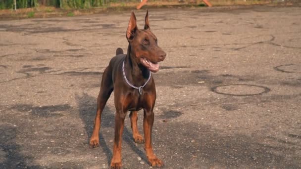 Doberman cães no parque infantil — Vídeo de Stock