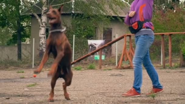 Собака добермана играет с резиновым кольцом — стоковое видео