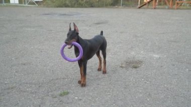 Doberman köpek bir lastik yüzükle oynuyor