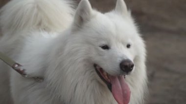köpek doğurmak Samoyed kabuk