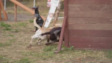 Fransız epanol köpek oynanır