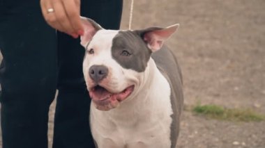 Bahçesi, Stafford köpek yavrusu