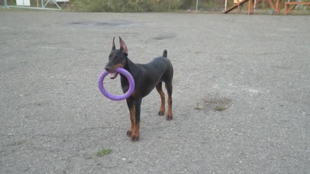 Doberman hund leker med en gummiring — Stockvideo