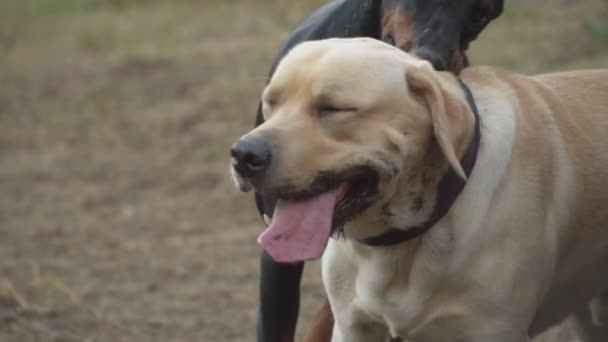 doberman et labrador jouent 