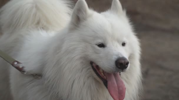 Dog breed Samoyed barks — Stock Video