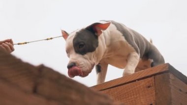 Bahçesi, Stafford köpek yavrusu