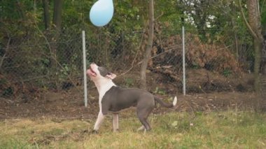 köpek yavrusu stafford sahada oynuyor.