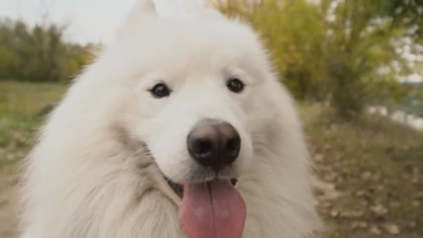 Samoyed cane nel parco — Video Stock