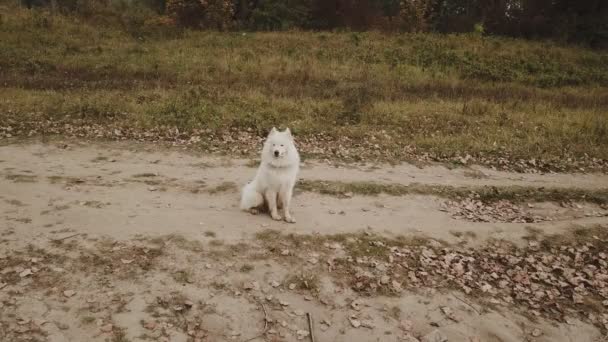 Anjing Samoyed di taman — Stok Video