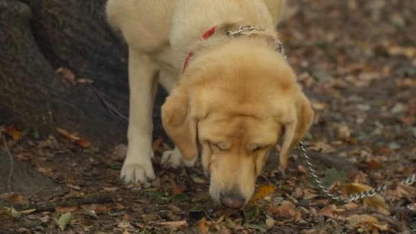 Порода собак лабрадор золотистого цвета — стоковое видео