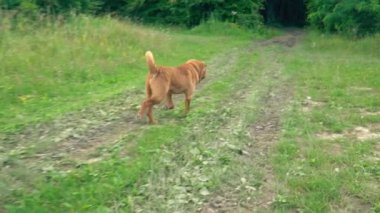 cins shar pei