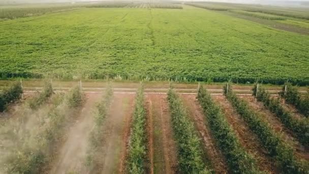 Appelboom, spuiten met een trekker — Stockvideo