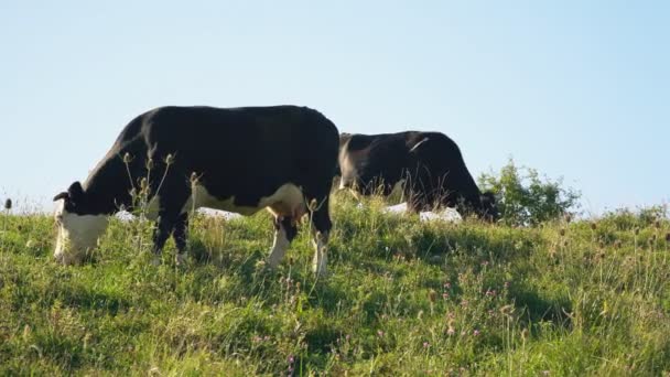 Vacas pastam no gramado — Vídeo de Stock