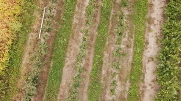 Verger de pommiers vue d'un oiseau — Video