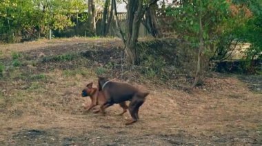 Köpekler doberman ve boxer oyun