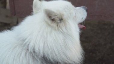 Samoyed köpek