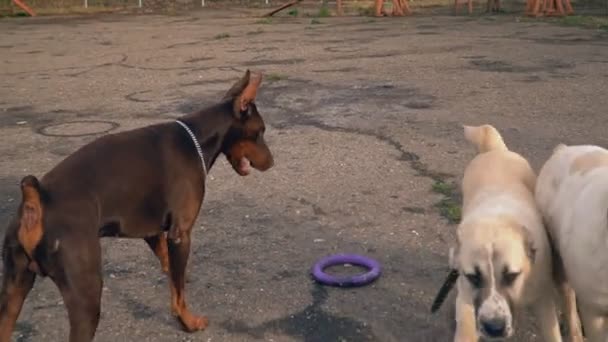 Doberman and Alabai play — Stock Video