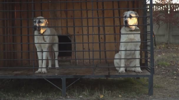 犬は、鳥小屋でアラバイと言う犬を繁殖します。 — ストック動画