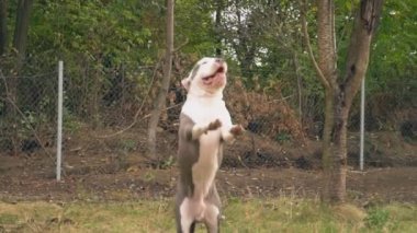 köpek yavrusu stafford sahada oynuyor.