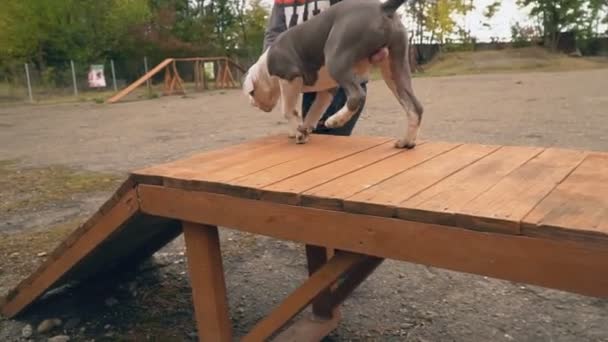 Стаффорд щенок на детской площадке — стоковое видео