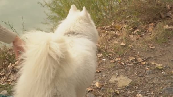 Samoyed köpek park — Stok video