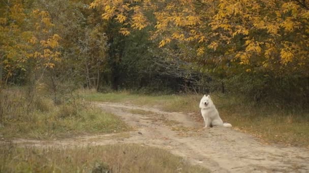 Samoyed dog in park — Stock Video