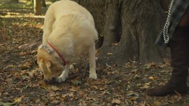 köpek doğurmak labrador altın renk