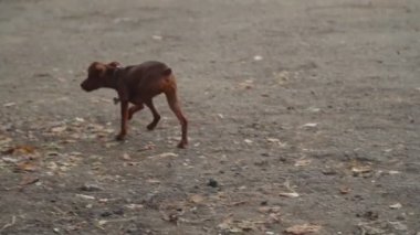 köpek doğurmak minyatür Pinscher