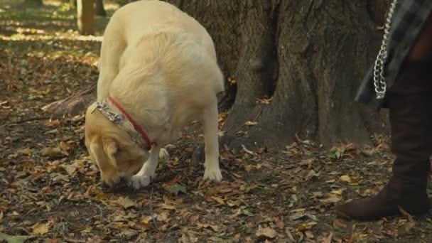 Hond ras labrador gouden kleur — Stockvideo