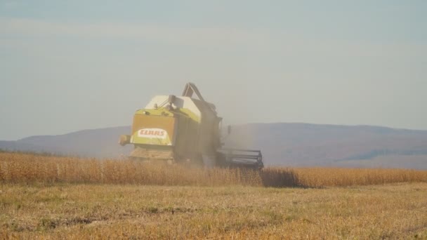 Harvesting of soybean by combine — Stock Video