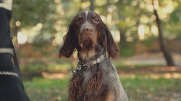 Parkta epanol köpek Fransız — Stok video