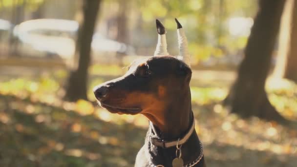 Race de chien Doberman dans le parc — Video