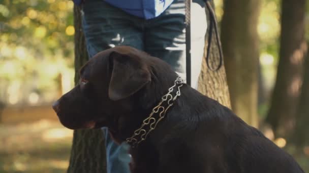 Hund rasen labrador gyllene färg — Stockvideo