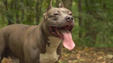 stafford köpek ırkları