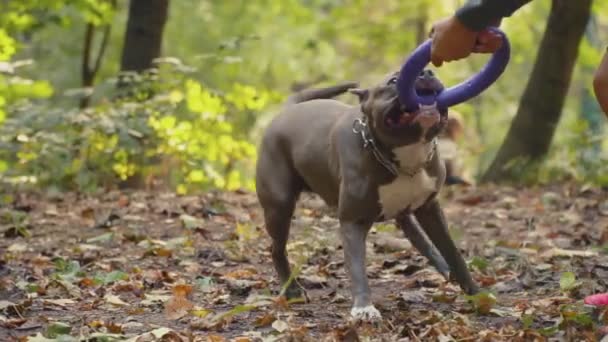 Razas de perros stafford — Vídeo de stock