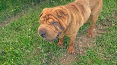 cins shar pei