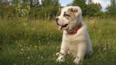 Alabai doğurmak köpek yavrusu