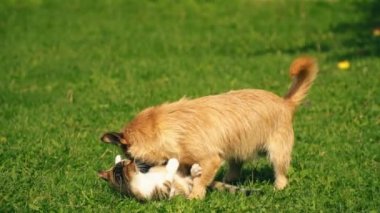 bir köpek ve kedi Savaşı