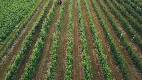 Apfelbaum mit Traktor besprüht — Stockvideo