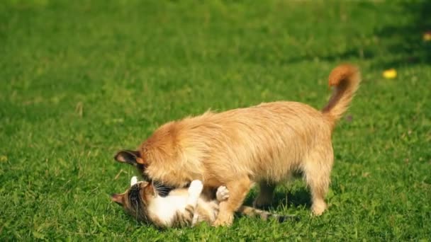 A batalha de um cão e um gato — Vídeo de Stock
