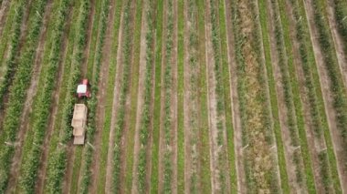 bir kuş bakışı görünüme dan elma bahçesi