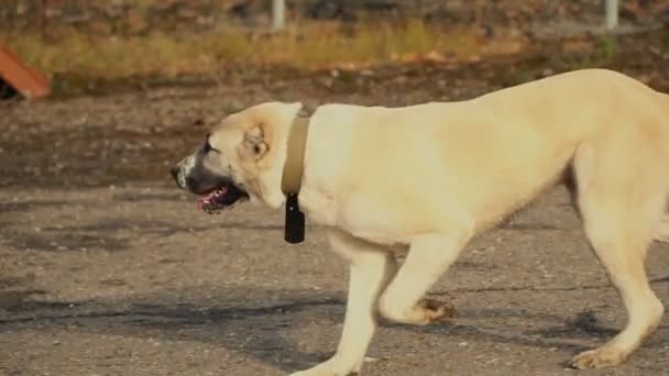 Chiens de race Alabai tourbillonnent autour du propriétaire — Video