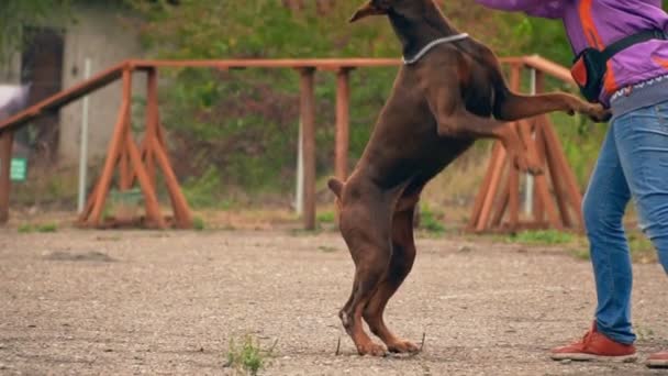 Doberman perro juega con un anillo de goma — Vídeos de Stock