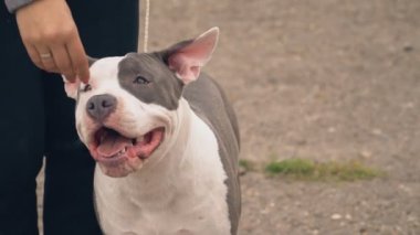 Bahçesi, Stafford köpek yavrusu
